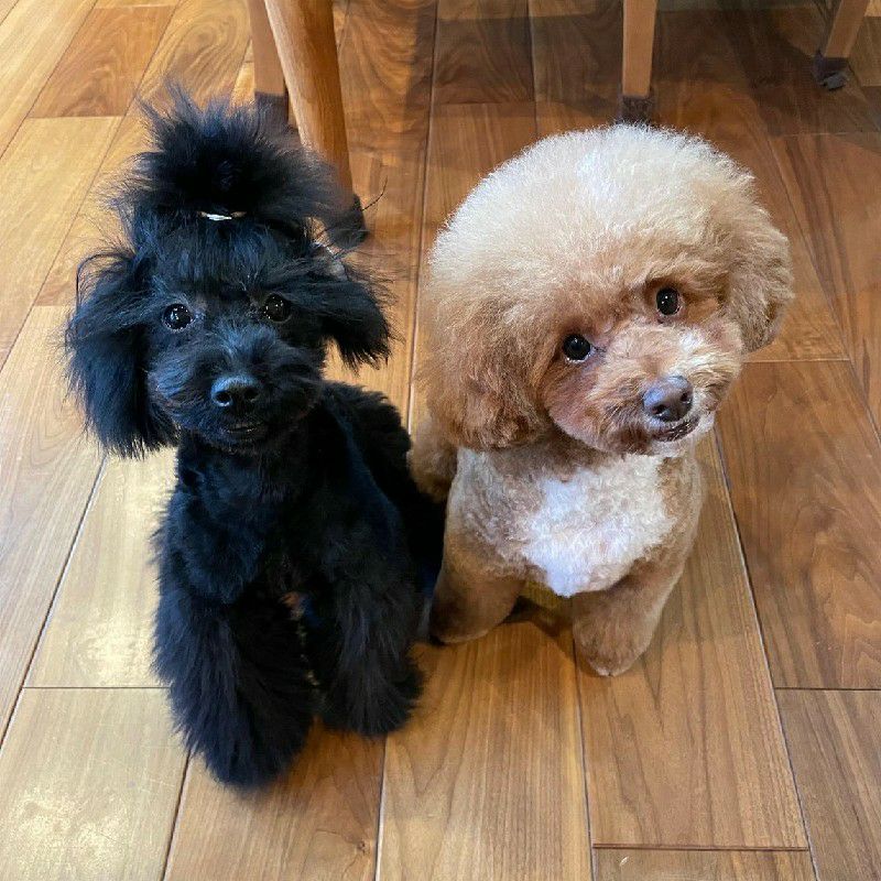 田中のおじさん