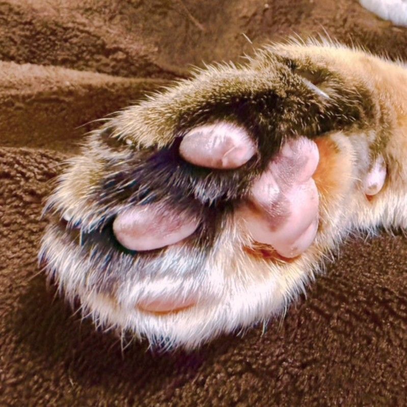 しま（きむらかな）