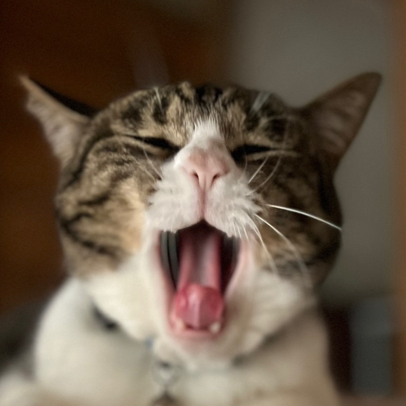 ヨシオカチエミ