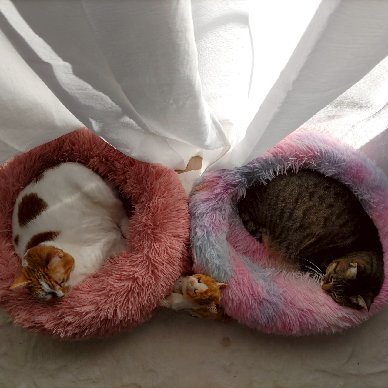 ももちびそらうみ