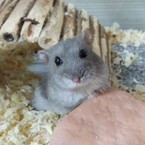 たかはししゅん