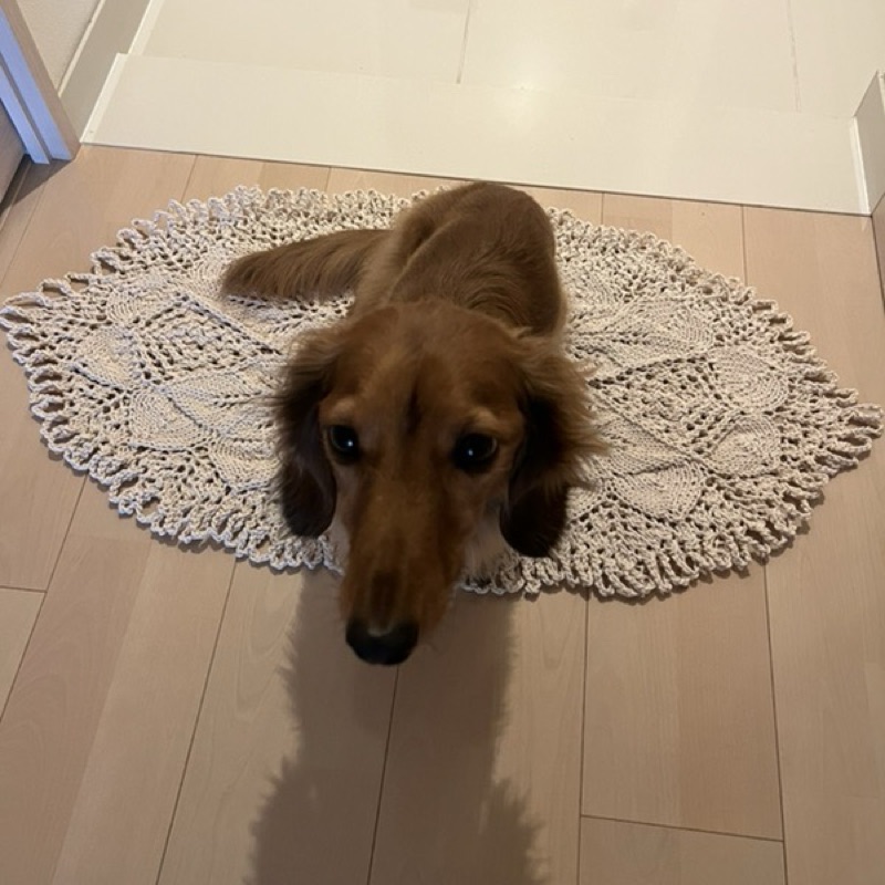 ヤマモトヨウコ