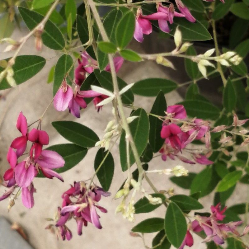 きょうこちゃん