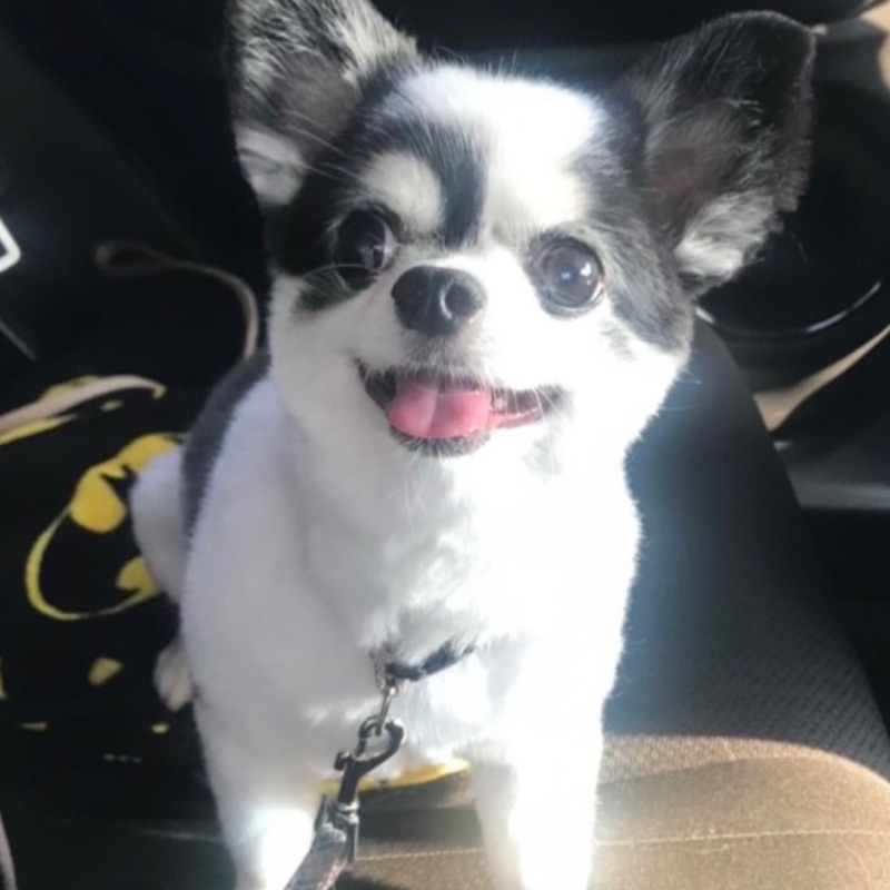 くるみん　サルバ