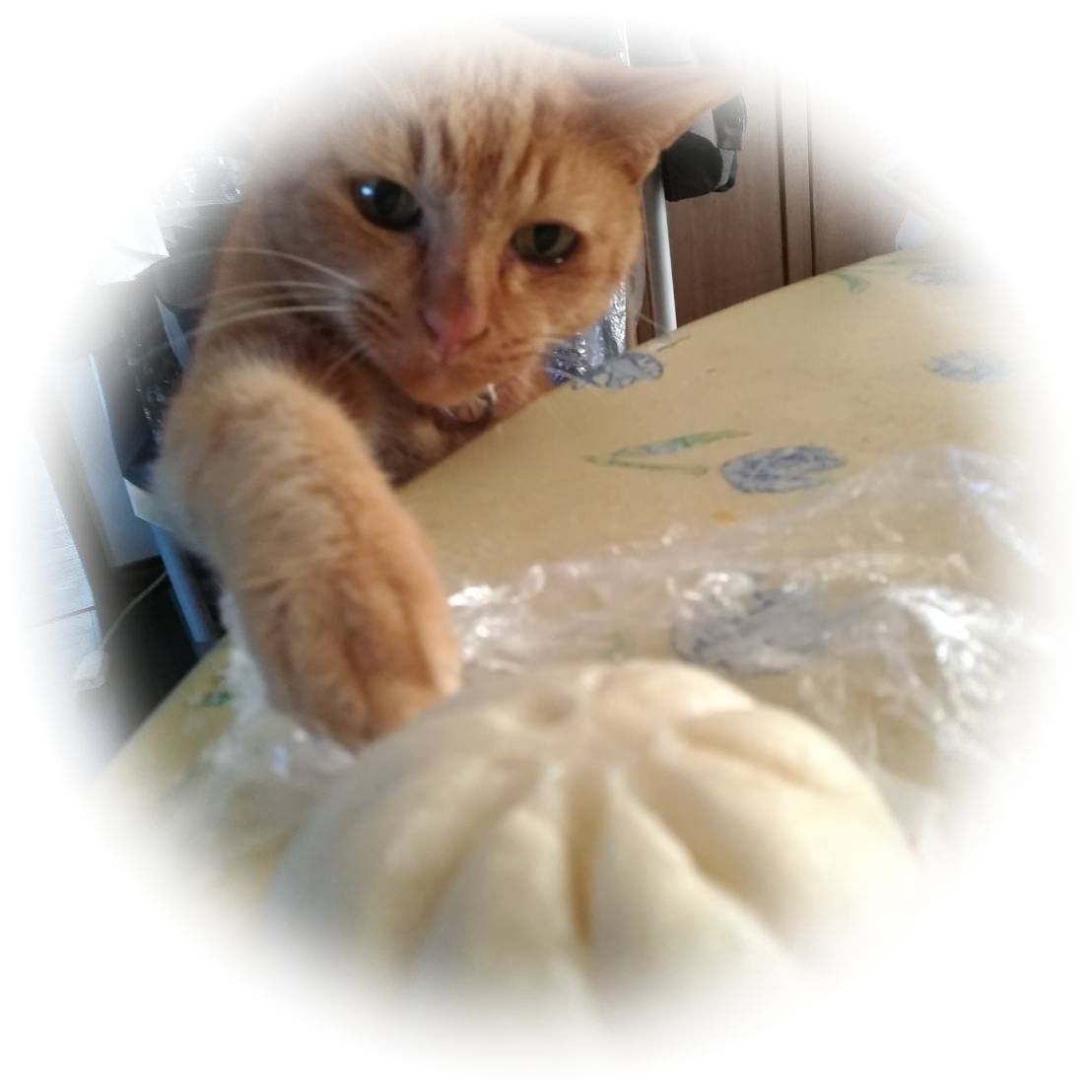 MARUMUSHI_Dangomushi