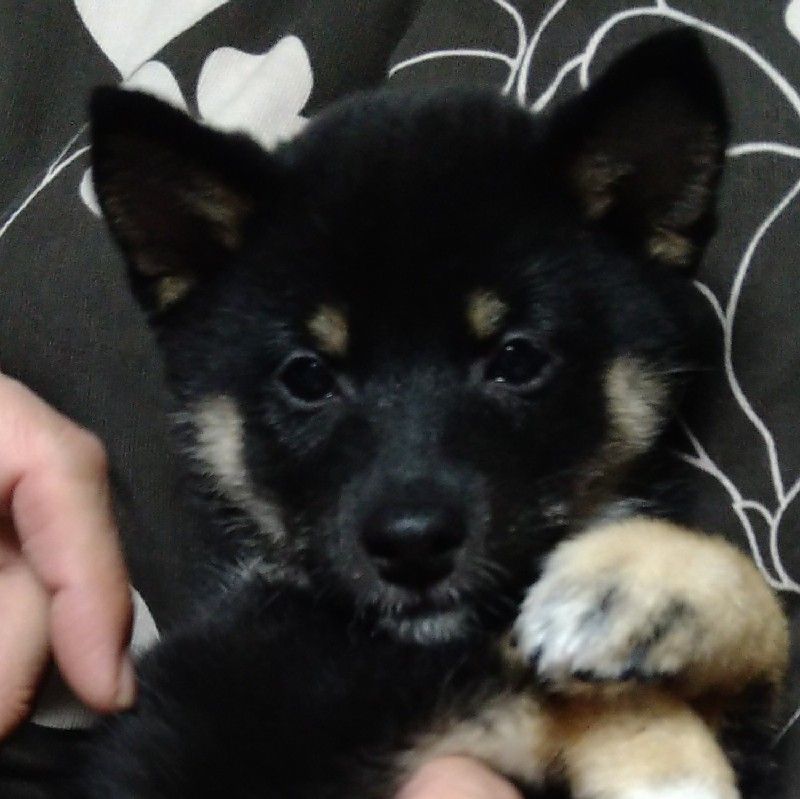 sayaka✨黒豆柴らいな