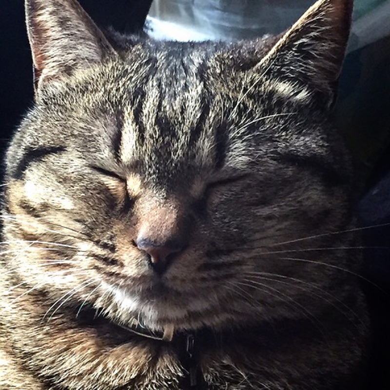 なかやまよーこ