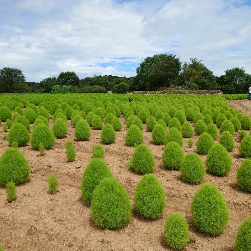 こっちゃん(*´ω｀*)