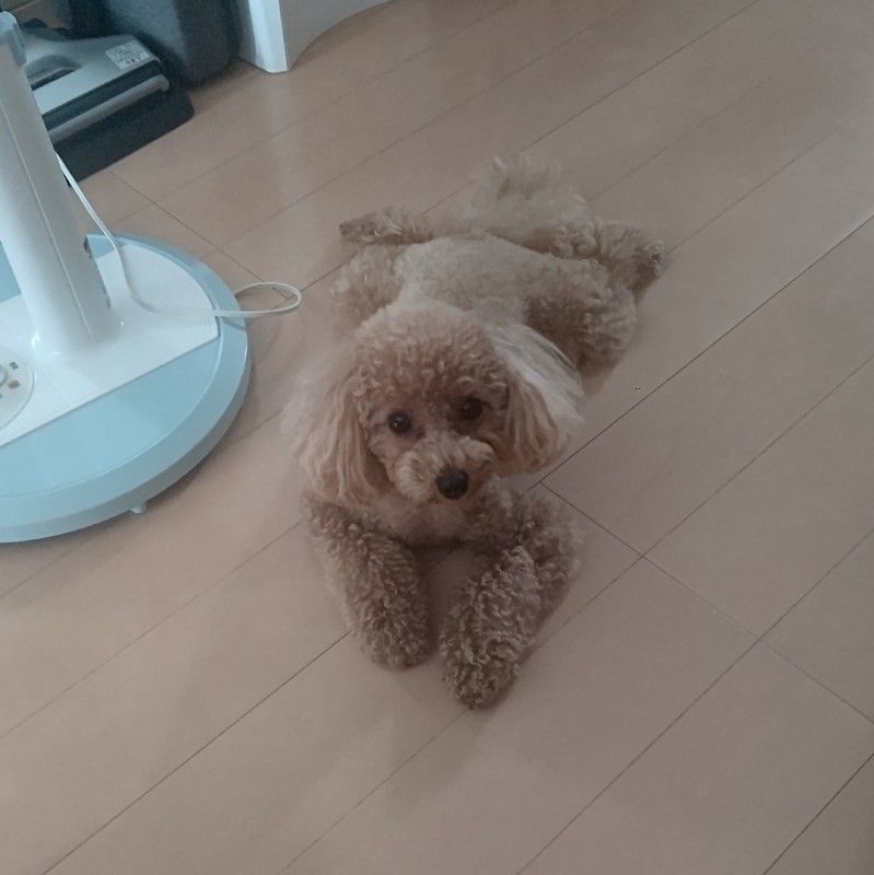 久住(前川) 伸子