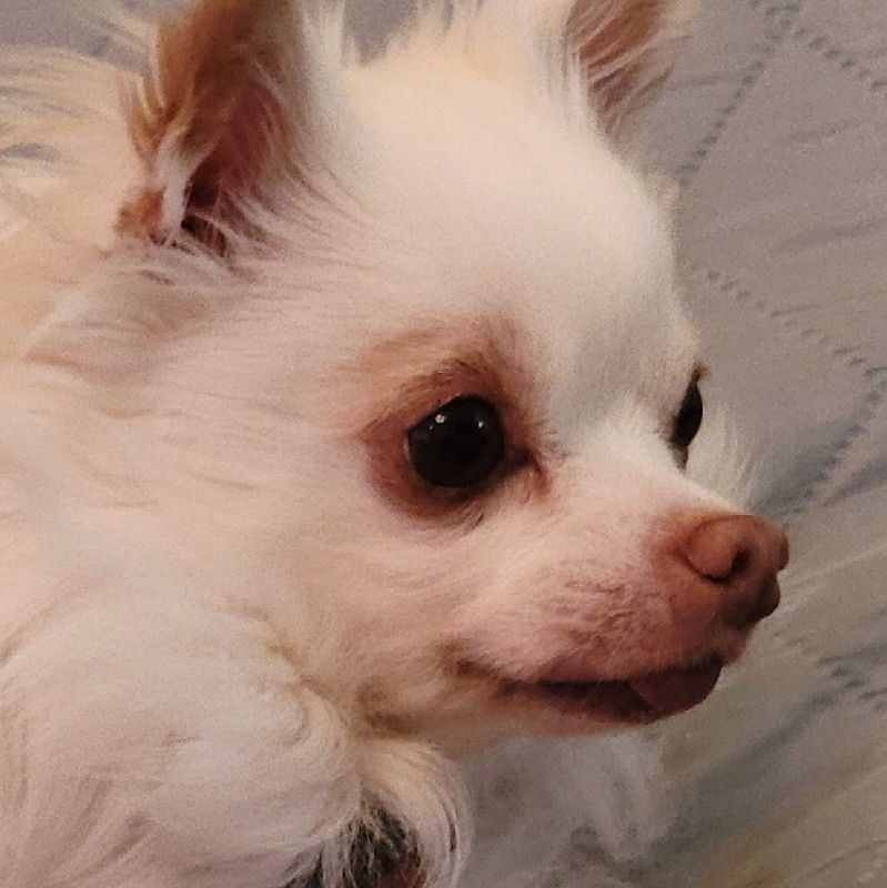 福田昌子(陽菜)