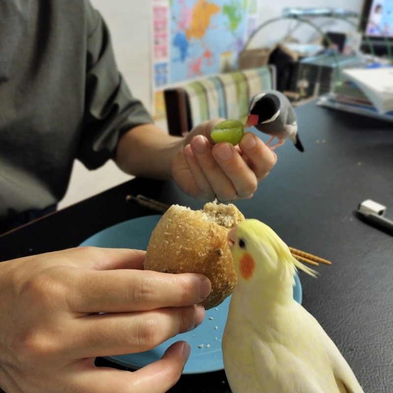 はせがわ（よしおか）こうだい