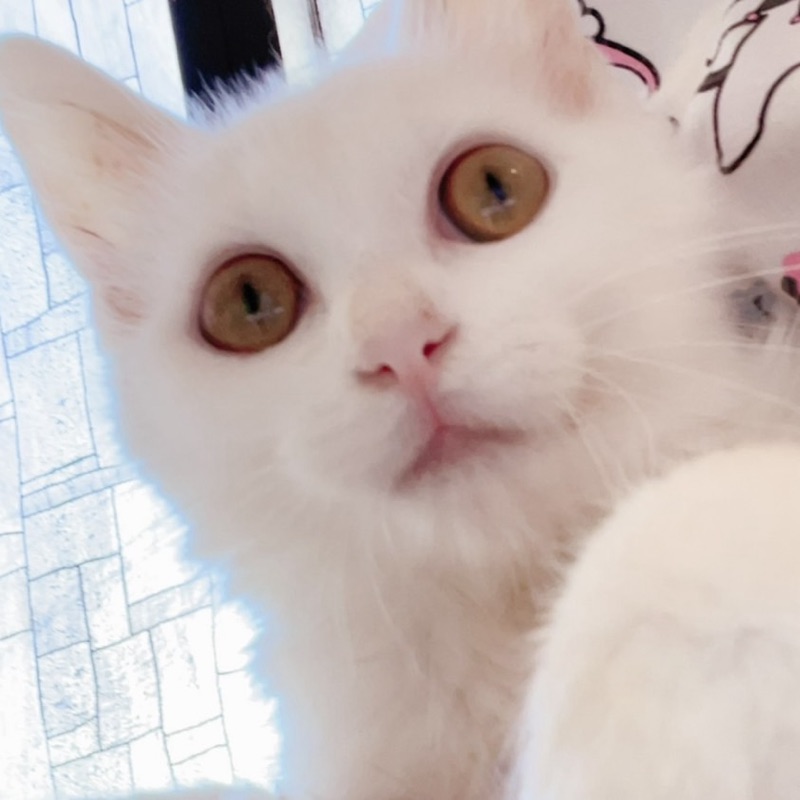 いしわたえりこ