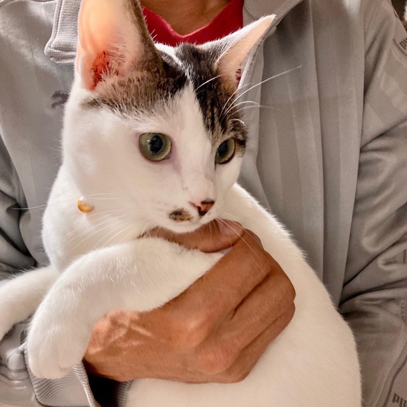 ももざきなおみ