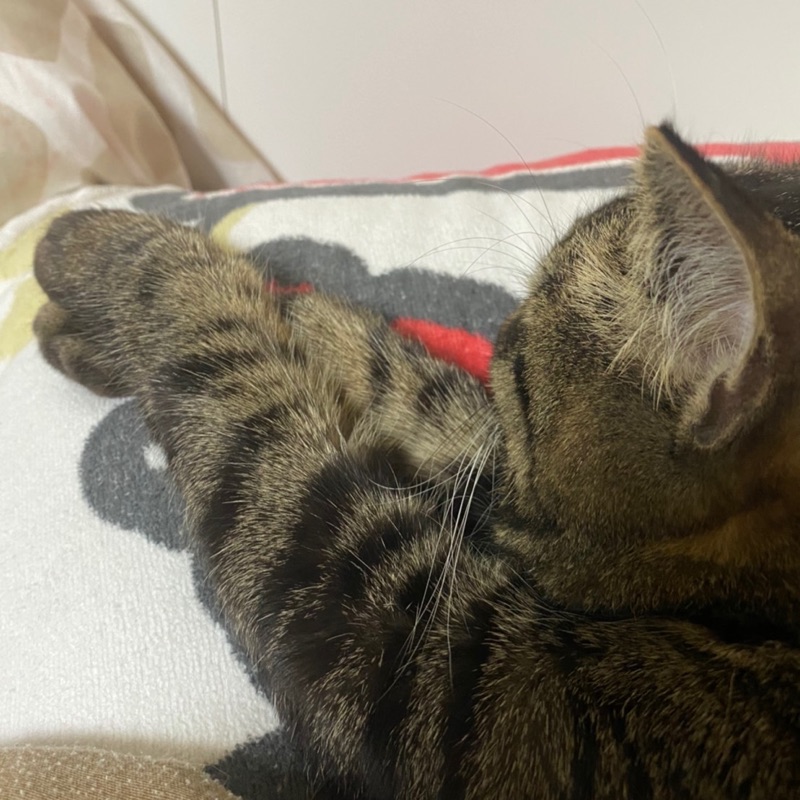 ぬきちゃん(H.ONUKI)