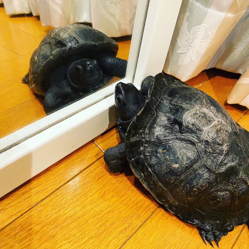 🐢🐢Akiko🐢🐢