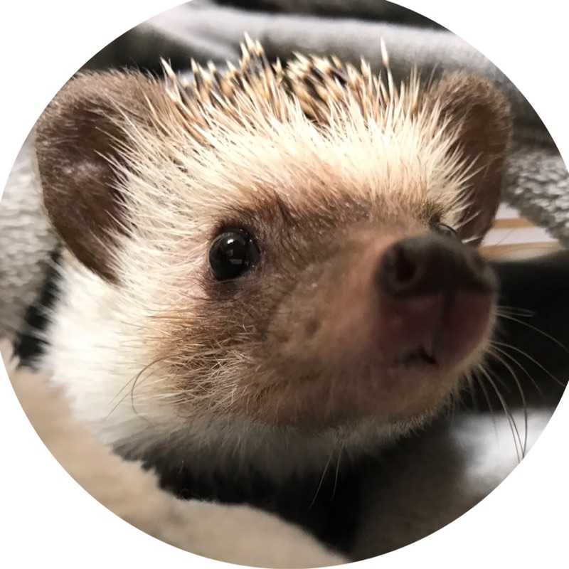 のぞみ