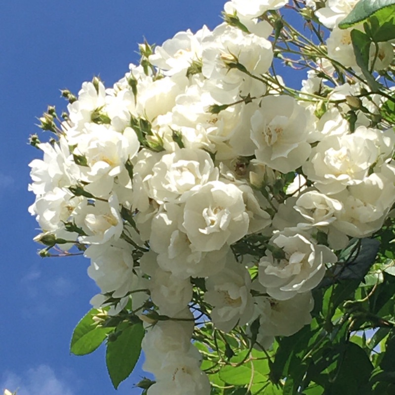 amciy200603@gmail.com