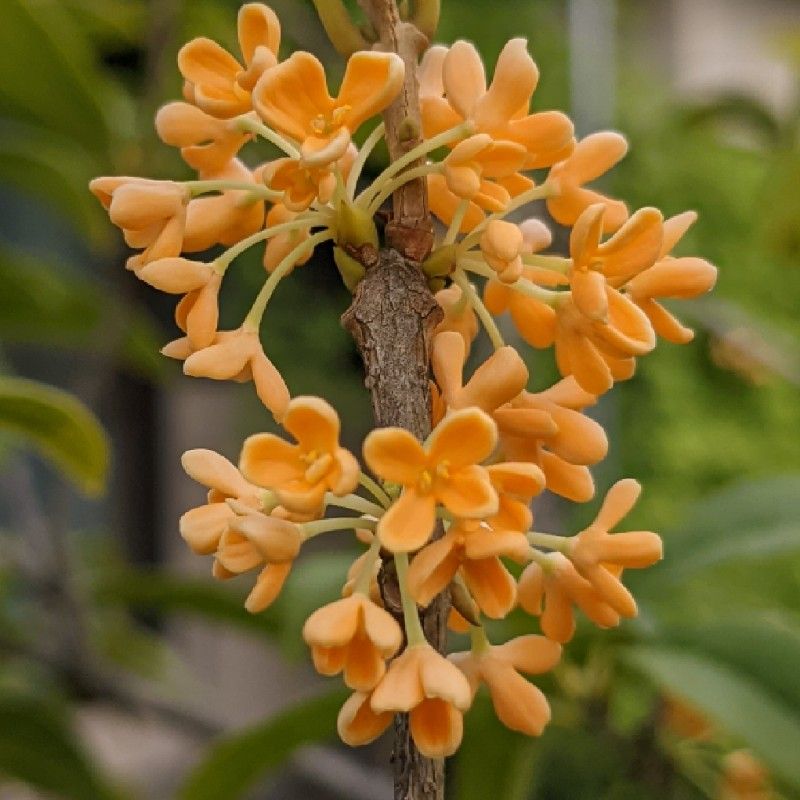 santan