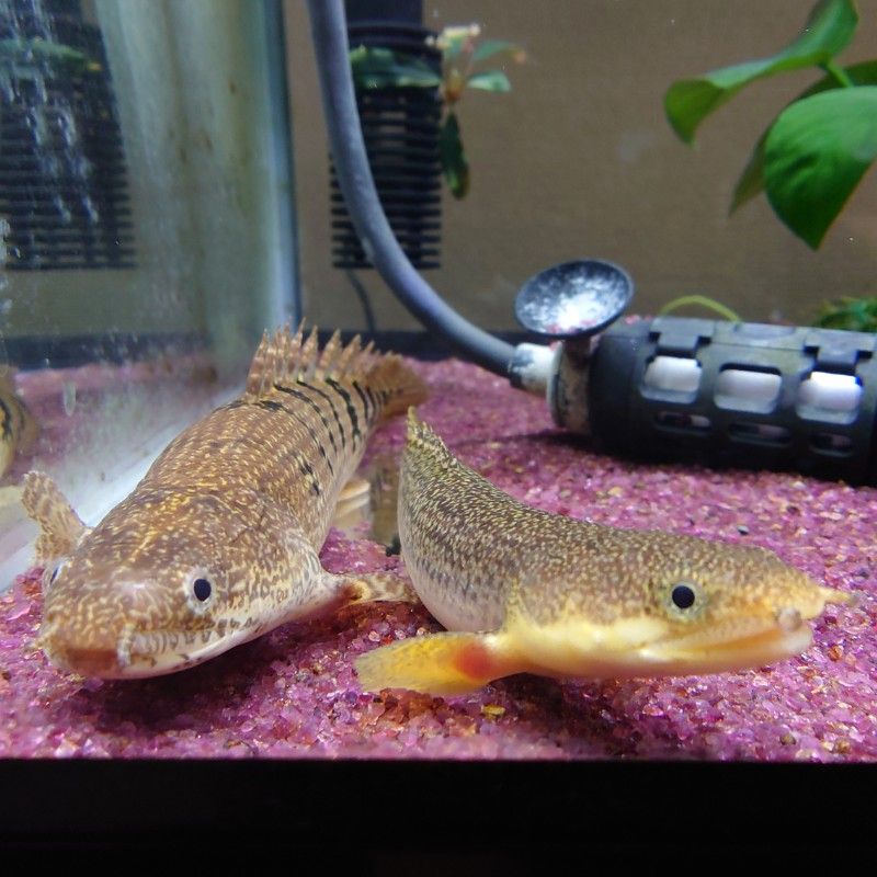 うめー（齊木）