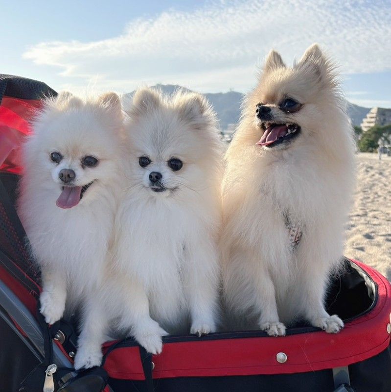 みるくくうたまりん